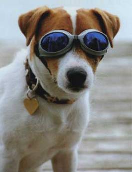 cane occhiali 2
