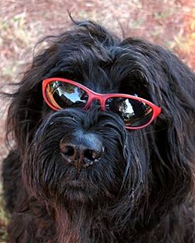 cane occhiali